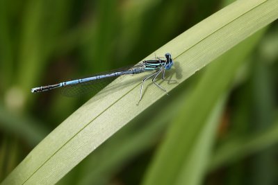 Blauwe breedscheenjuffer / Platycnemis pennipes
