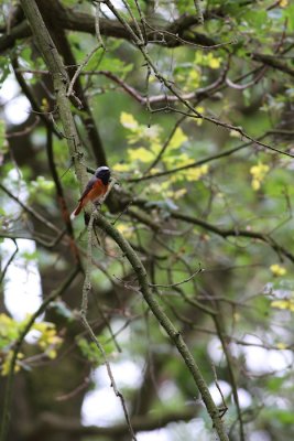 Gekraagde roodstaart / Common Redstart