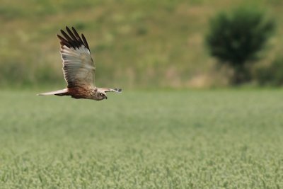 Bruine kiekendief / Marsh Harrier