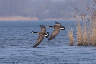 Canadese gans (Branta canadensis canadensis)