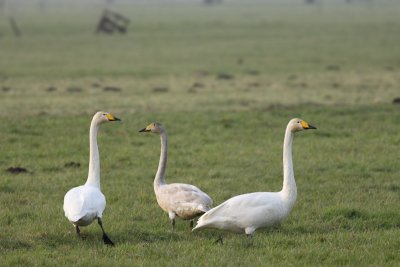 Wilde zwaan / Whooper Swan