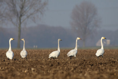 Kleine zwaan (Cygnus bewickii)