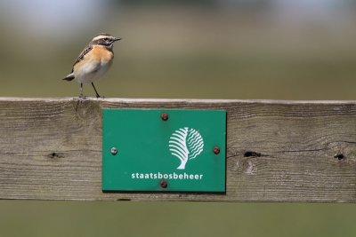 Paapje (Saxicola rubetra)