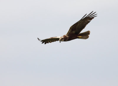 Bruine kiekendief (Circus aeruginosus)