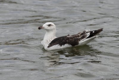 GBBG-3kj_1_2011-8-31.jpg