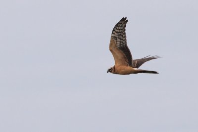 Steppekiekendief (Circus macrourus)