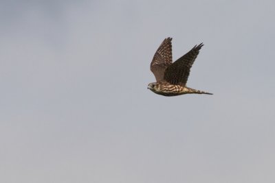 Smelleken / Merlin