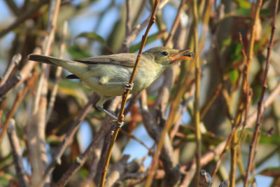 Orpheusspotvogel / Melodious Warbler