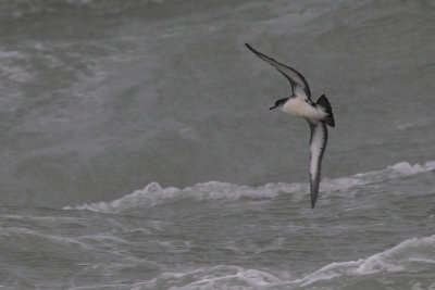 Noordse pijlstormvogel / Manx Shearwater