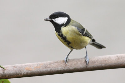 Algemene vogels / Common birds [NL]
