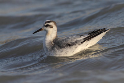 Rosse franjepoot / Red Phalarope