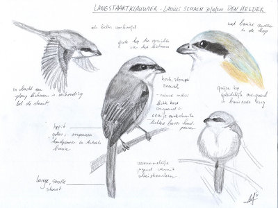Langstaartklauwier - Long-tailed Shrike