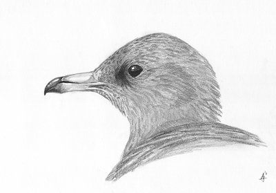 Kleine jager / Arctic Skua