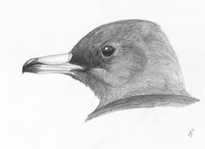 Middelste jager / Pomarine Skua