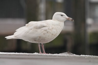 Grote burgemeester / Glaucous Gull (3cy)