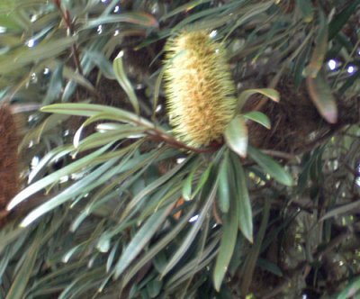 Banksia integrifolia flower