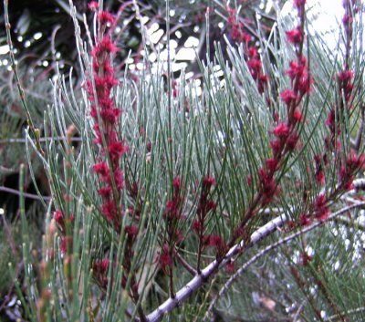 Allocasuarina nana