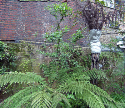 Cyathea dealbata