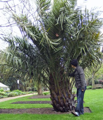 Jubaea chilensis