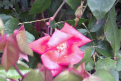 Rosa chinensis 'Crimson Bengal'