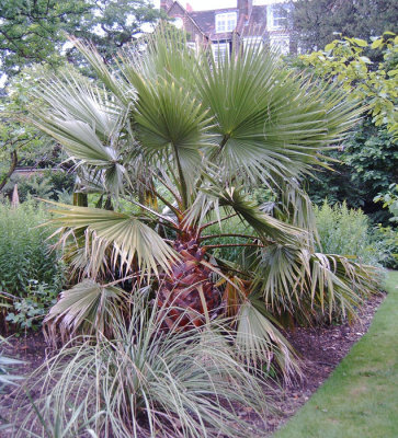 Chelsea Physic Garden, London