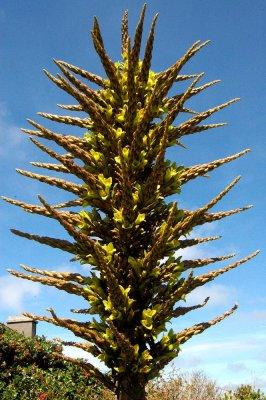 Puya chilensis hybrid 19/6/12