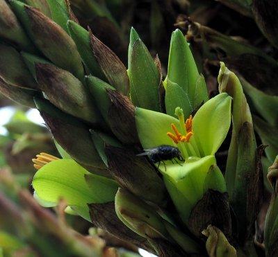 Puya chilensis hybrid close