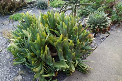 Aloe plicatilis jan08.jpg
