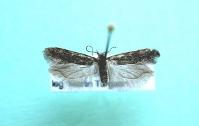 M not ID-17  Gelechiidae