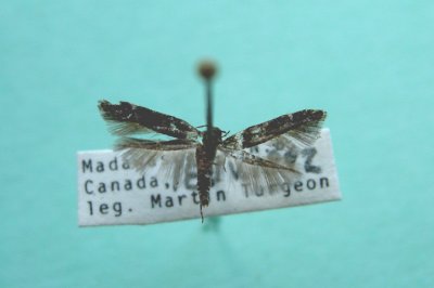 M not ID-18  Gelechioidea
