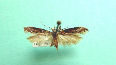 M not ID-19 Prob Gelechioidea