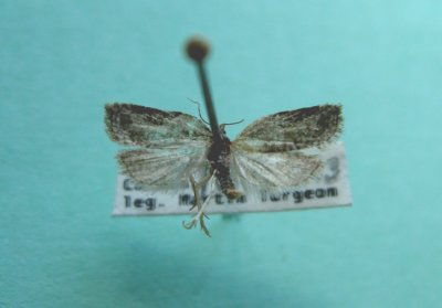 M not ID-20