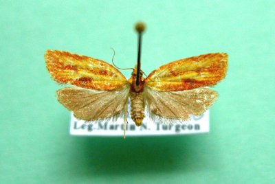 M not ID-21 maybe Sparganothis tristriata 3699