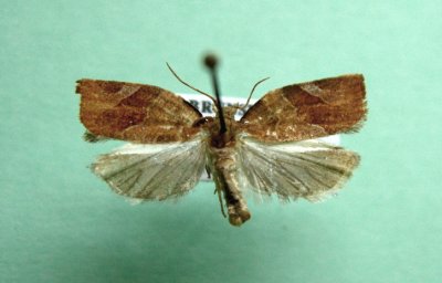 M not ID-22  Tortricinae-3594 Pandemis canadana