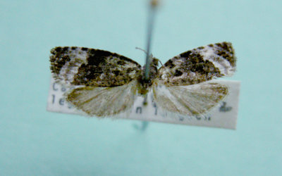 M not ID-29