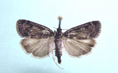 M not ID-33