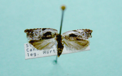 M not ID-40