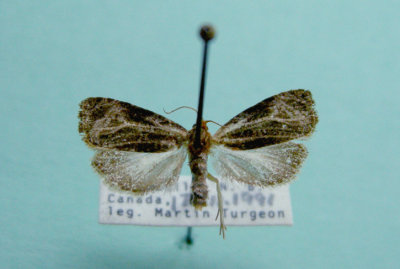 M not ID-41 Prob. Olethreutes quadrifidus 2794