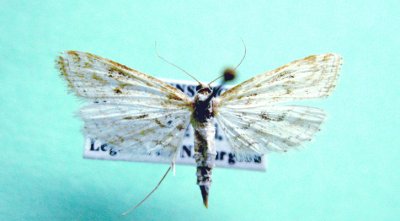 M not ID-42 maybe worn Parapoynx allionealis 