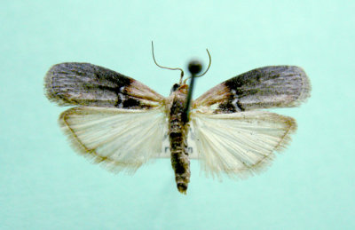 M not ID-43 Pyraloidea