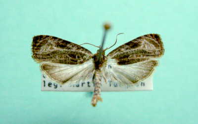 M not ID-44 Prob. Olethreutes quadrifidus 2794