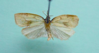 M not ID-49 maybe 3706  Sparganothis xanthoides 