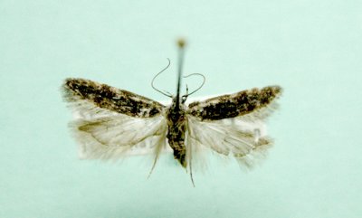 M not ID-51  Gelechiidae maybe ?Telphusa sedulitella 