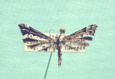  Pterophoridae - Plum Moths 6189 - 6234