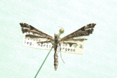 6102 Trichoptilus lobidactylus 