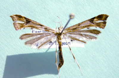 6109 Platyptilla carduidactyla 