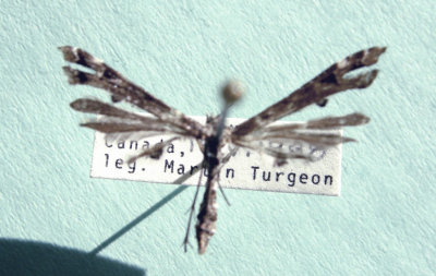 6118 Amblyptilia pica 