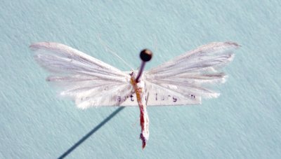 6204 Oidaematophorus eillottii(Hellinsia)