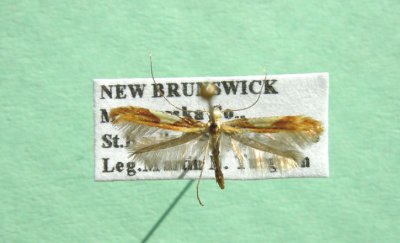 M not ID-51maybe 587 Caloptilia alnivorella /620 packardella 