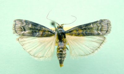 M not ID-56 Pyralidae